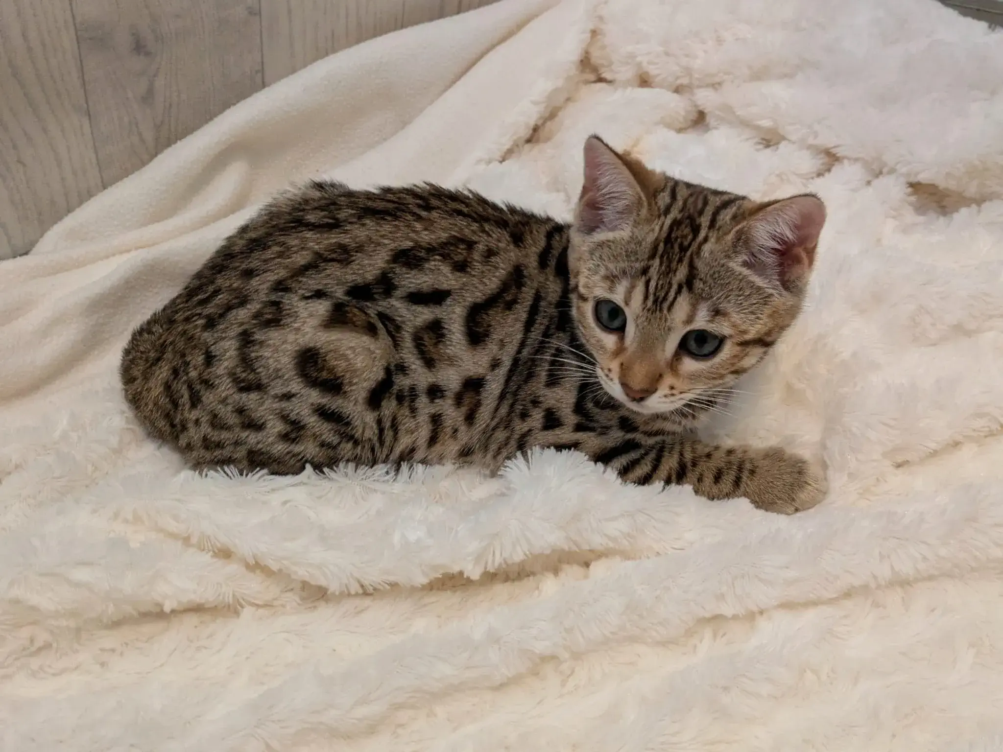 chaton bengal